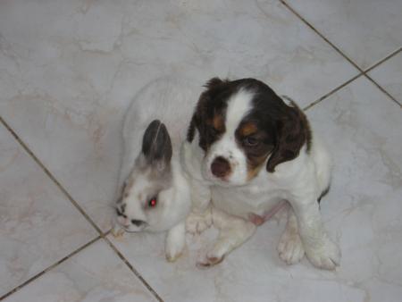 ADOC ET MON LAPIN