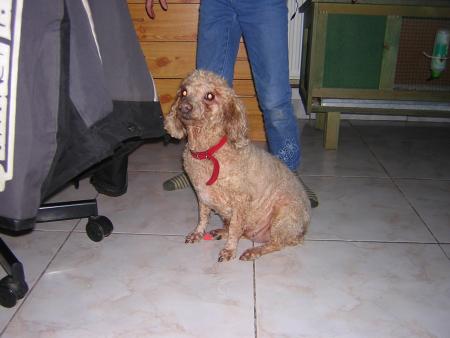 le chien a ma mamie