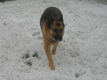 junior