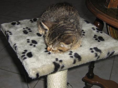 sa c'est mon chat