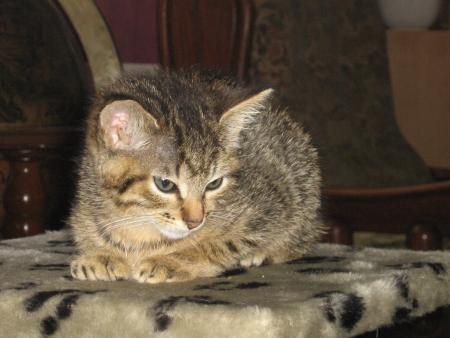 sa c'est mon chat quan il estai petit
